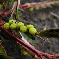 Phyllanthus urinaria L.